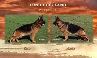Rico x Nana Litter | Lundborg-Land German Shepherd Dogs Rico x Nana Litter