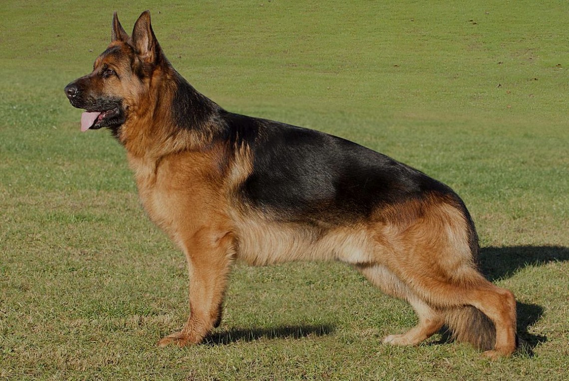 Xenios vom haus Rohner | Lundborg-Land German Shepherd Dogs Xenios vom Haus Rohner