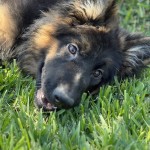 IMG_3069 | Lundborg-Land German Shepherd Dogs