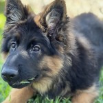 IMG_3071 | Lundborg-Land German Shepherd Dogs