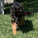 IMG_3089 | Lundborg-Land German Shepherd Dogs