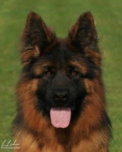 Ironhide vom Wanakon