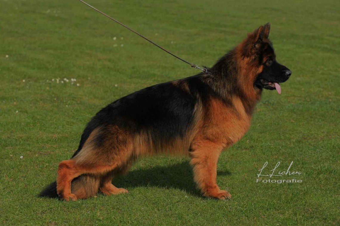 Ironhide vom Wanakon