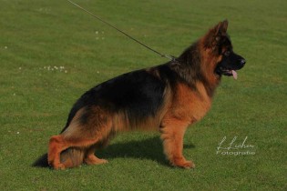 Ironhide vom Wanakon