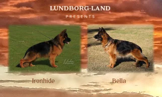 Ironhide x Bella Litter