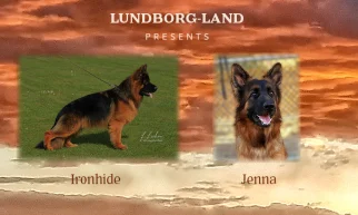 Ironhide x Jenna Litter