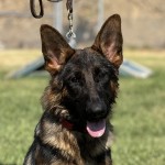 IMG_3320 | Lundborg-Land German Shepherd Dogs