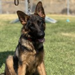 IMG_3321 | Lundborg-Land German Shepherd Dogs