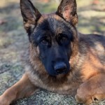 Zalina 2 | Lundborg-Land German Shepherd Dogs