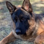 Zalina 3 | Lundborg-Land German Shepherd Dogs