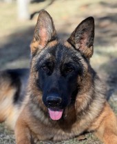 Zalina vom Lundborg-Land (Efo x Fly)