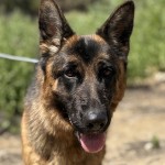 Zalina 5 | Lundborg-Land German Shepherd Dogs