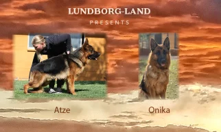 Atze x Onika Litter | Lundborg-Land German Shepherd Dogs Atze x Onika Litter