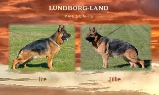 Ice x Tillie Litter