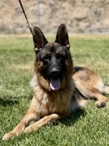 unnamed | Lundborg-Land German Shepherd Dogs