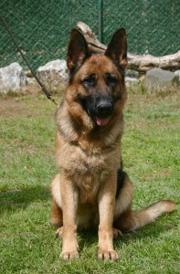 Runa von Haus Popescu | Lundborg-Land German Shepherd Dogs C-Runa von Haus Popescu
