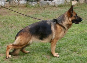 C-Runa von Haus Popescu, IGP 1, H & E “a” normal, DM Free