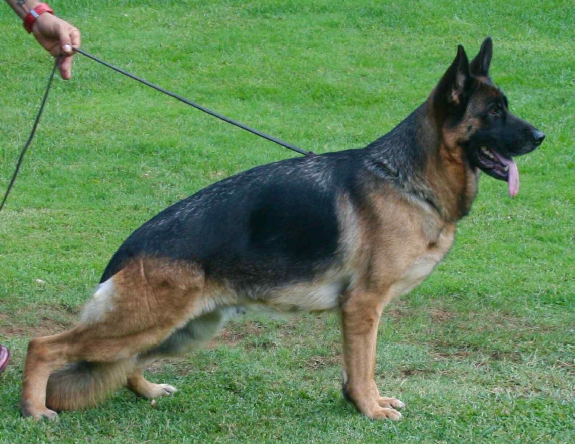 Uvva Team Carrera | Lundborg-Land German Shepherd Dogs Uvva Team Carrera