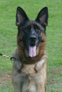 Uvva Team Carrera headshot | Lundborg-Land German Shepherd Dogs Uvva Team Carrera