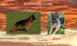 ironhide_x_biene_litter | Lundborg-Land German Shepherd Dogs Ironhide x Biene Litter
