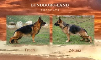 Tyson x C-Runa Litter | Lundborg-Land German Shepherd Dogs Tyson x C-Runa Litter
