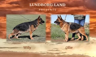 Willie x Ollie Litter | Lundborg-Land German Shepherd Dogs Willie x Ollie Litter