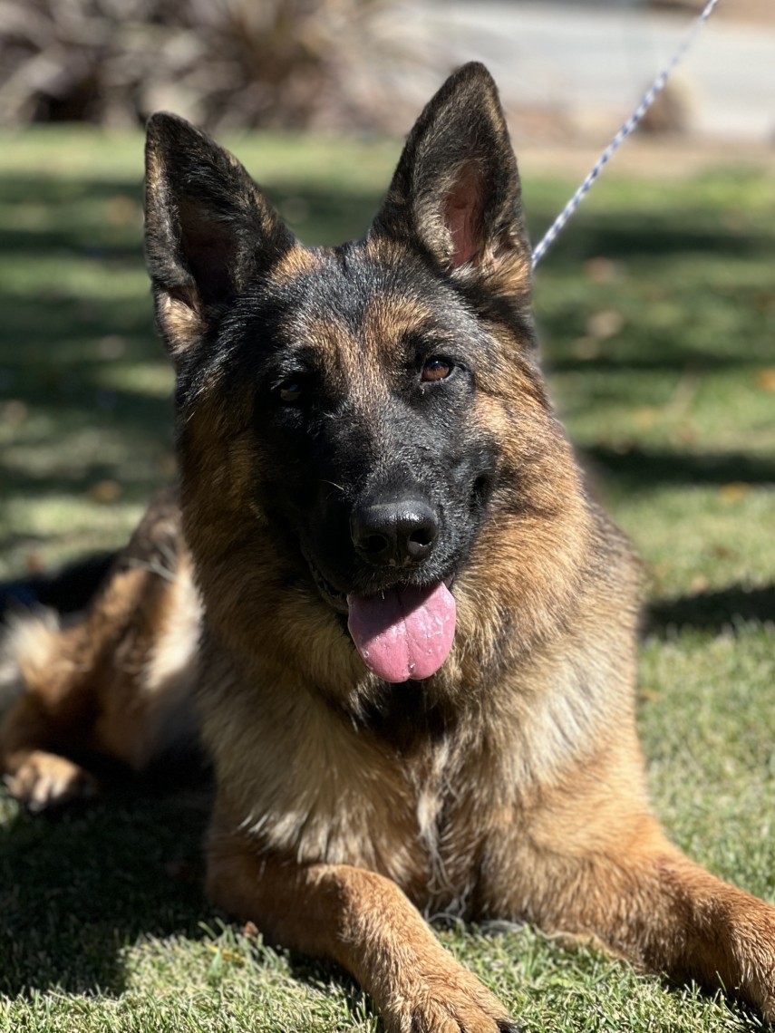 Zara vom Lundborg-Land