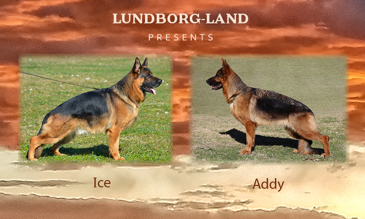 Ice x Addy Litter | Lundborg-Land German Shepherd Dogs