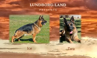 Ice x Zara Litter