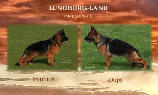 Ironhide x Oups Litter