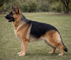 Annie vom Lundborg-Land | Lundborg-Land German Shepherd Dogs Annie vom Lundborg-Land