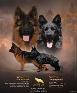 Ironhide x Glitch Litter