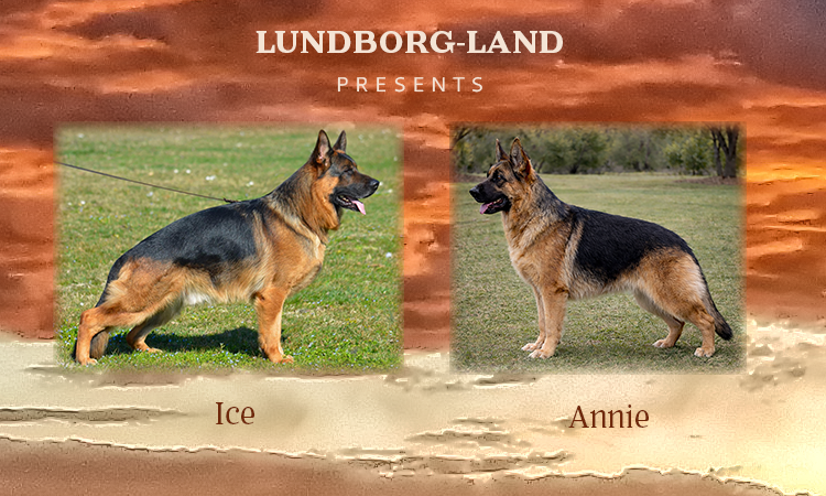 Ice x Annie Litter | Lundborg-Land German Shepherd Dogs Ice x Annie Litter