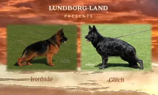 Ironhide x Glitch Litter | Lundborg-Land German Shepherd Dogs Ironhide x Glitch Litter