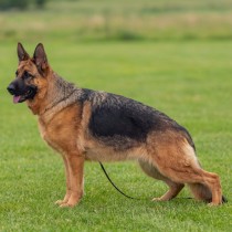 Easy aus Mecklenburgstand | Lundborg-Land German Shepherd Dogs Easy aus Mecklenburg
