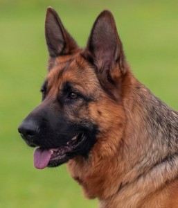 Easy aus Mecklenburg