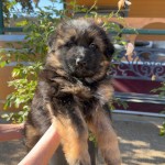 IMG_5219 | Lundborg-Land German Shepherd Dogs