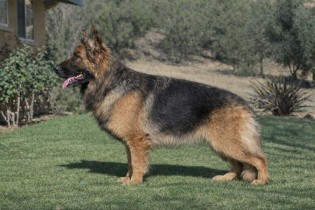 Ella (JJ) vom Lundborg-Land | Lundborg-Land German Shepherd Dogs Ella (JJ) vom Lundborg-Land