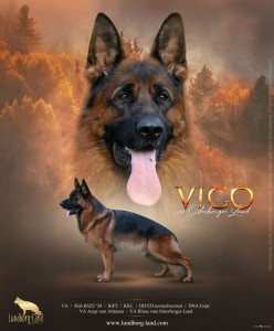Vigo vom Osterberger-Land | Lundborg-Land German Shepherd Dogs