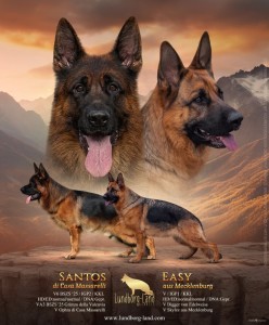 Santos-Easy poster | Lundborg-Land German Shepherd Dogs