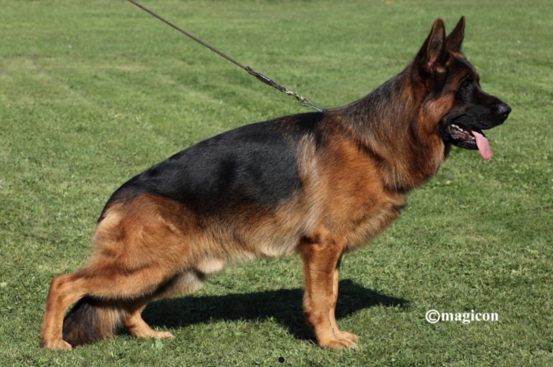 Santos di Casa Massarelli