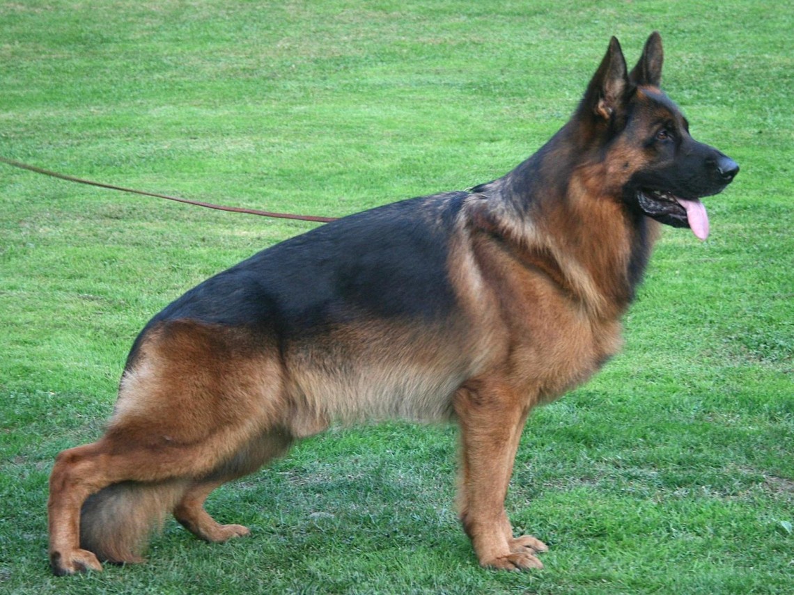 Vigo vom Osterberger-Land | Lundborg-Land German Shepherd Dogs Vigo vom Osterberger-Land