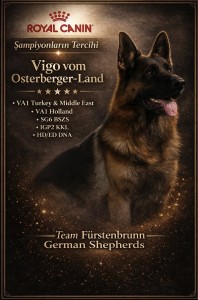 Vigo vom Osterberger-Land ad | Lundborg-Land German Shepherd Dogs