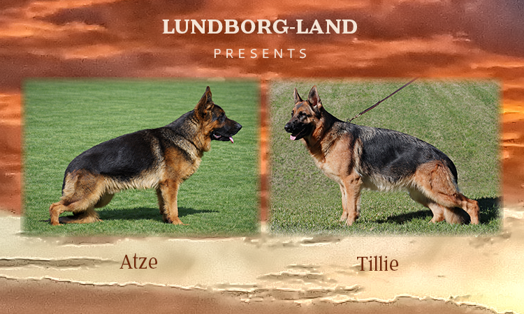 Atze x Tillie Litter | Lundborg-Land German Shepherd Dogs Atze x Tillie Litter