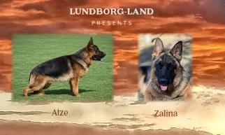 Atze x Zalina Litter | Lundborg-Land German Shepherd Dogs Atze x Zalina Litter