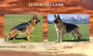Ice x Chloe Litter | Lundborg-Land German Shepherd Dogs Ice x Chloe Litter