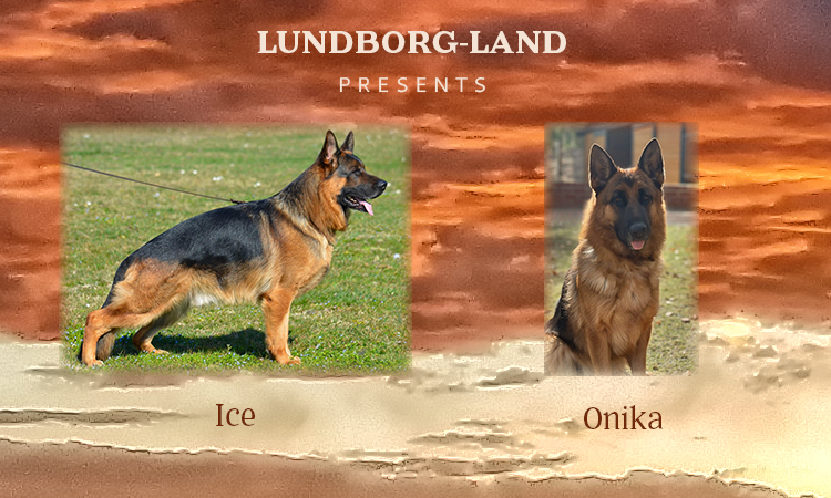 Ice x Onika Litter | Lundborg-Land German Shepherd Dogs Ice x Onika Litter
