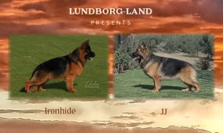 Ironhide x JJ Litter | Lundborg-Land German Shepherd Dogs Ironhide x JJ Litter