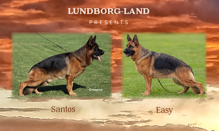 Santos x Easy Litter | Lundborg-Land German Shepherd Dogs Santos x Easy Litter