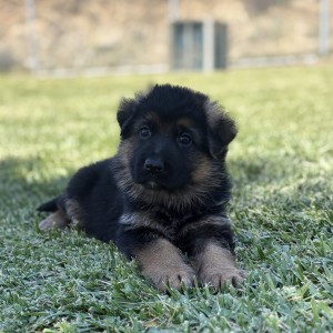 Close-up of a black and brown puppy sitting in grass, looking at the camera.